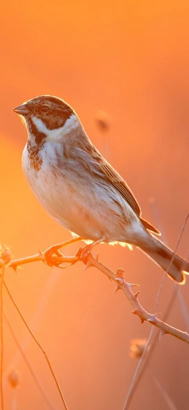 Sunset Little Cute Sparrow Bird Mobile HD Wallpaper