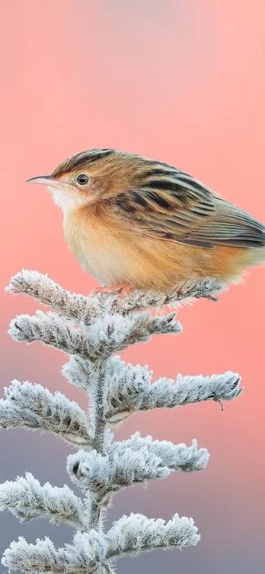 Little Bird On Snow Tree