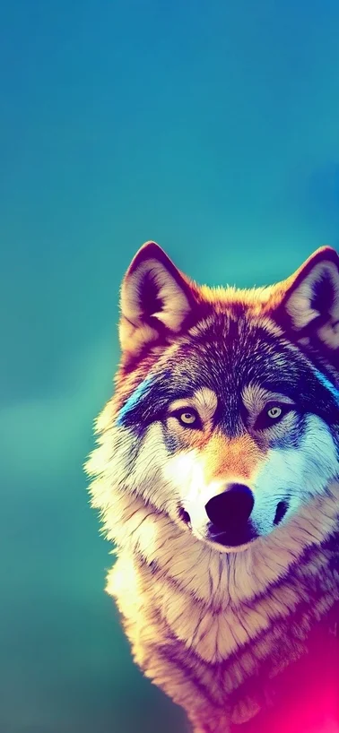 Beautiful Adorable Wolf Android 4K 1080p Backgrounds