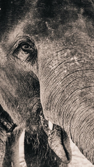 Elephant Sharp Aquos Zero6 Wild Animal Wallpaper