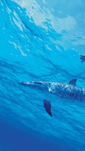 Underwater Dolphin 4K Samsung Galaxy S24 Wallpaper