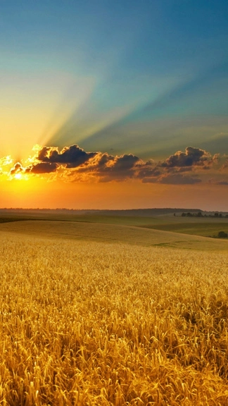 Golden Summer Field Sunset Samsung