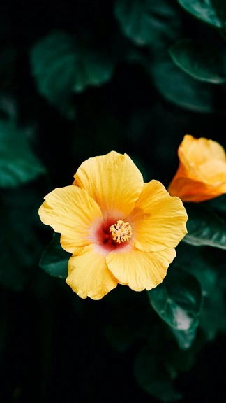 Yellow Hibiscus ZTE Blade A73 5G 4K Wallpapers