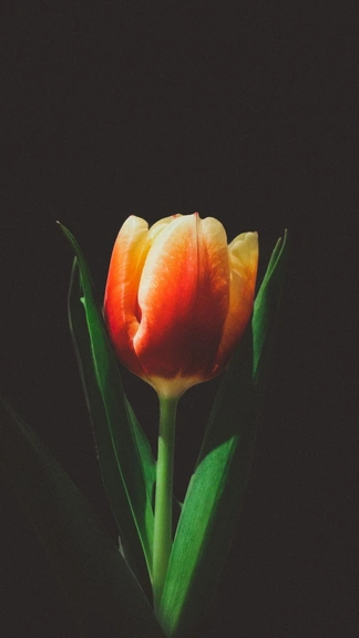 Doogee Mobile Tulip Flower Dark Background Wallpaper