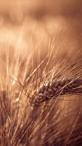 Doogee Android Wheat Corp Macro Blur Wallpaper