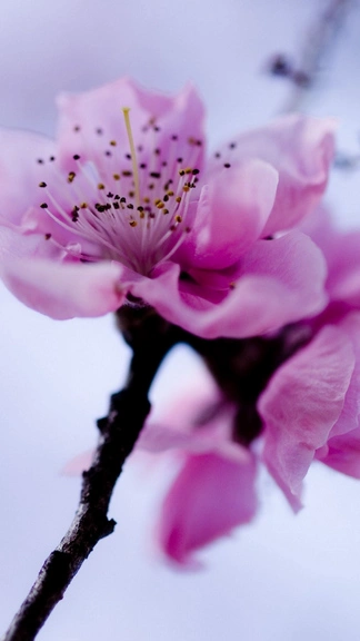 Pink Sakura Flower Premium Samsung Android Wallpaper