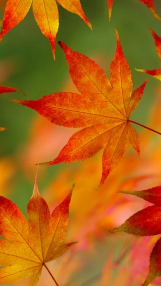 Autumn Maple Leaf Samsung Galaxy F54 4K Wallpapers Download
