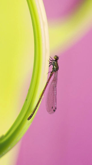 Dragonfly Samsung Galaxy S23 Ultra Cute 4K Wallpapers