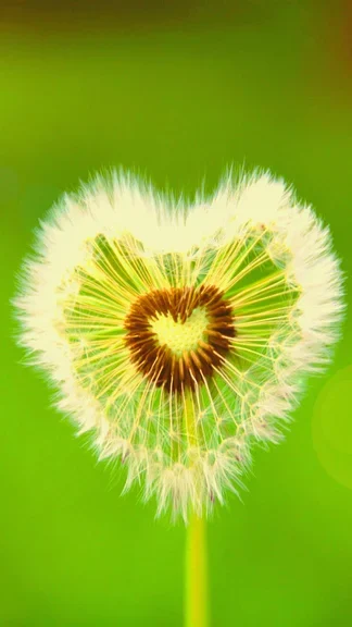 Dandelion Heart Flower Asus ROG